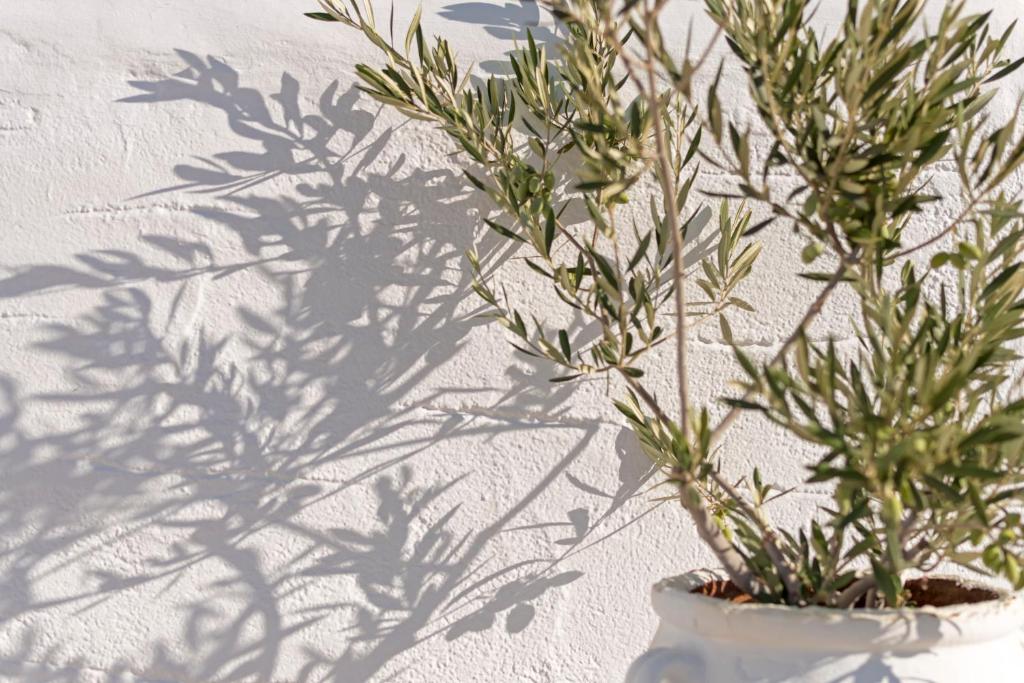 Fotografie z fotogalerie ubytování Kalderimi Residencies v destinaci Astypalaia