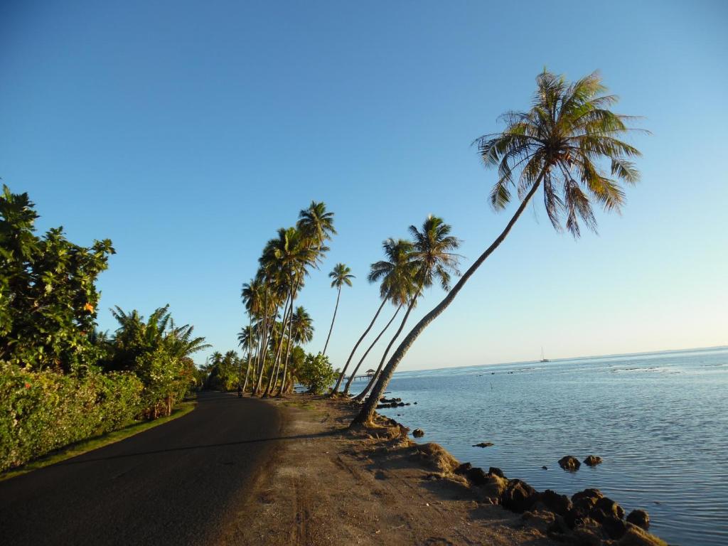 a road with palm trees on the side of the water at Village Temanuata in Bora Bora
