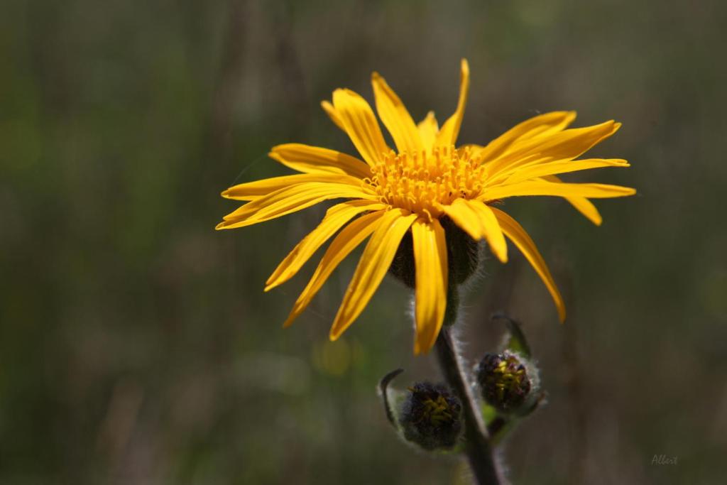 Arnica Montana - Chalet