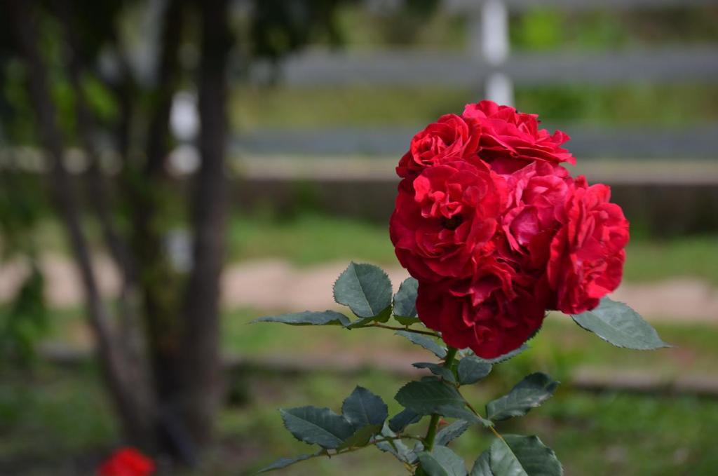  Pousada das Flores