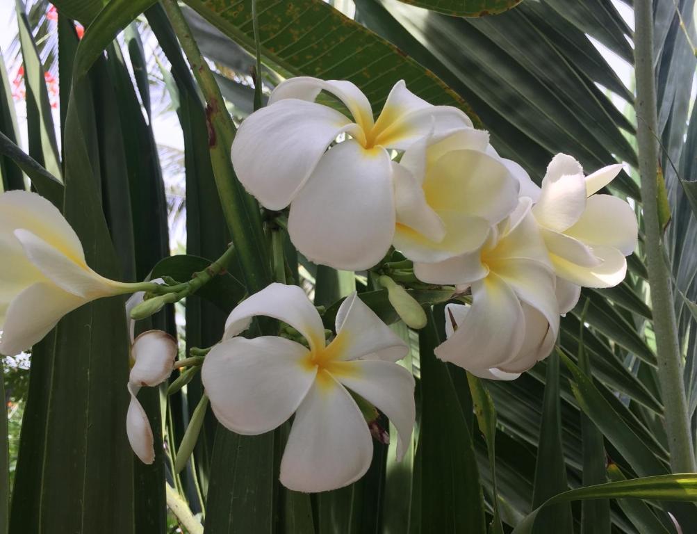 Lucy's Garden Hotel - 6