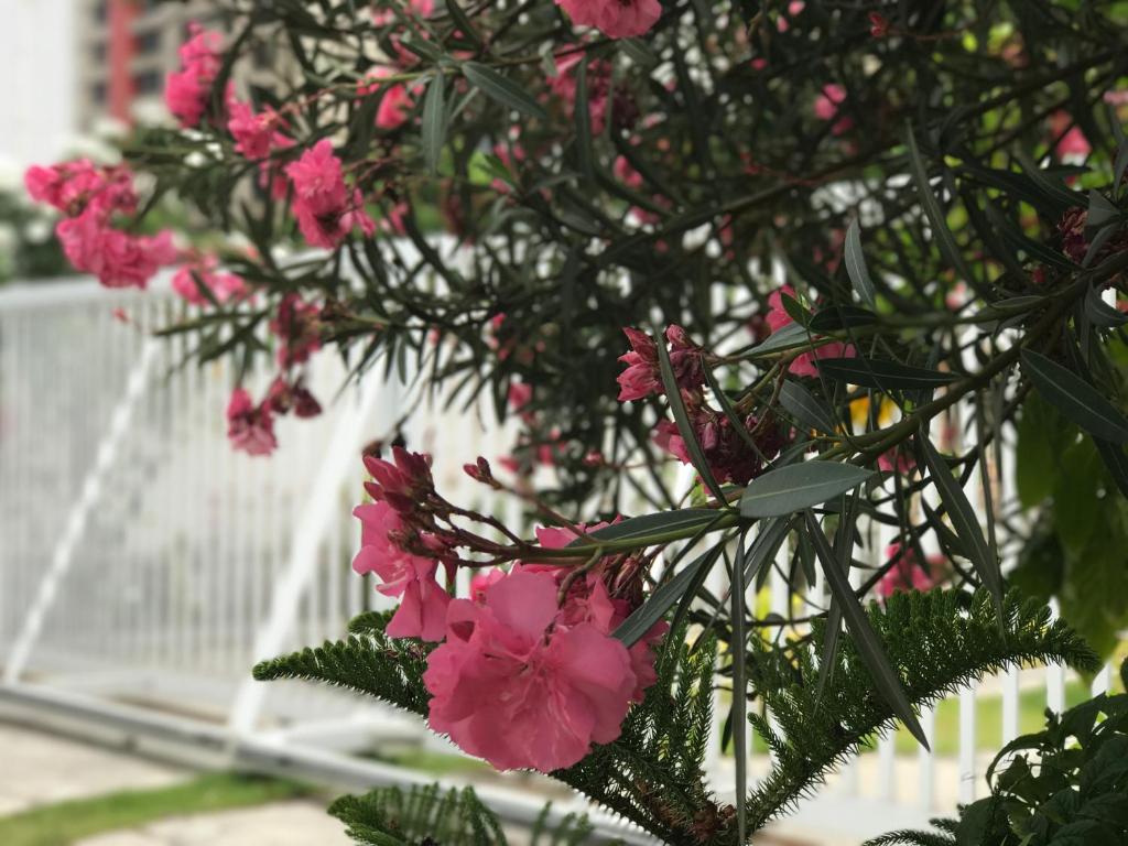 Um jardim em Scenarium Hotel