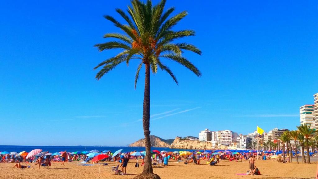 eine Palme am Strand mit einer Menschenmenge in der Unterkunft First line Apartment in Benidorm