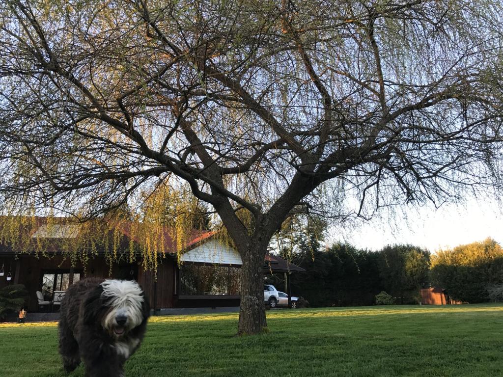 un chien debout dans l'herbe à côté d'un arbre dans l'établissement Casa Los Notros, à Osorno