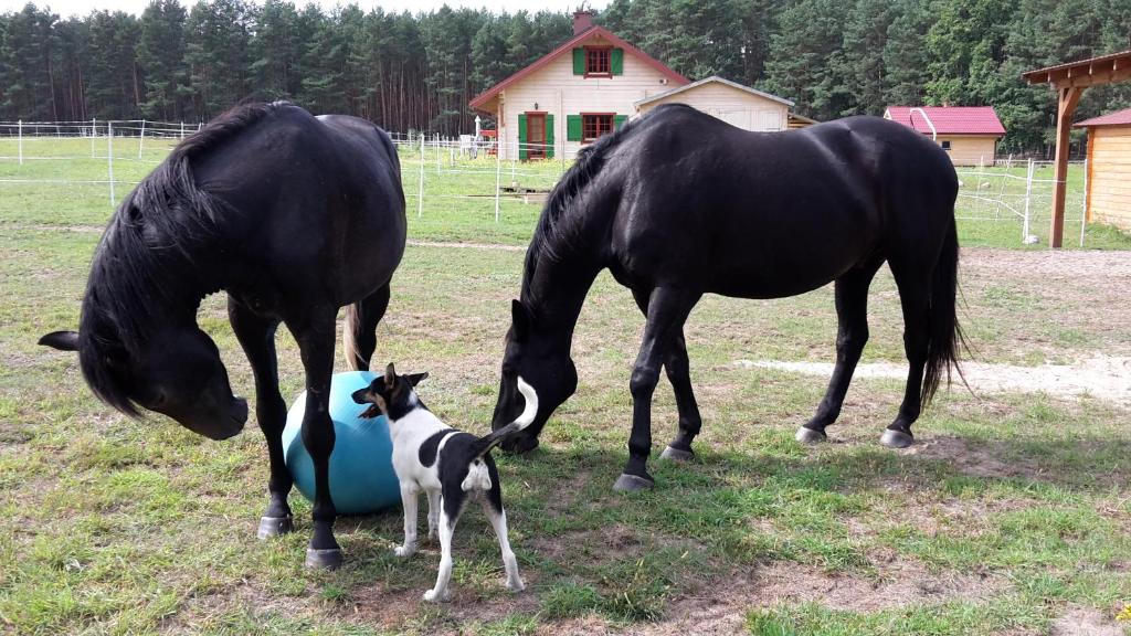 Zvířata v chaty nebo okolí
