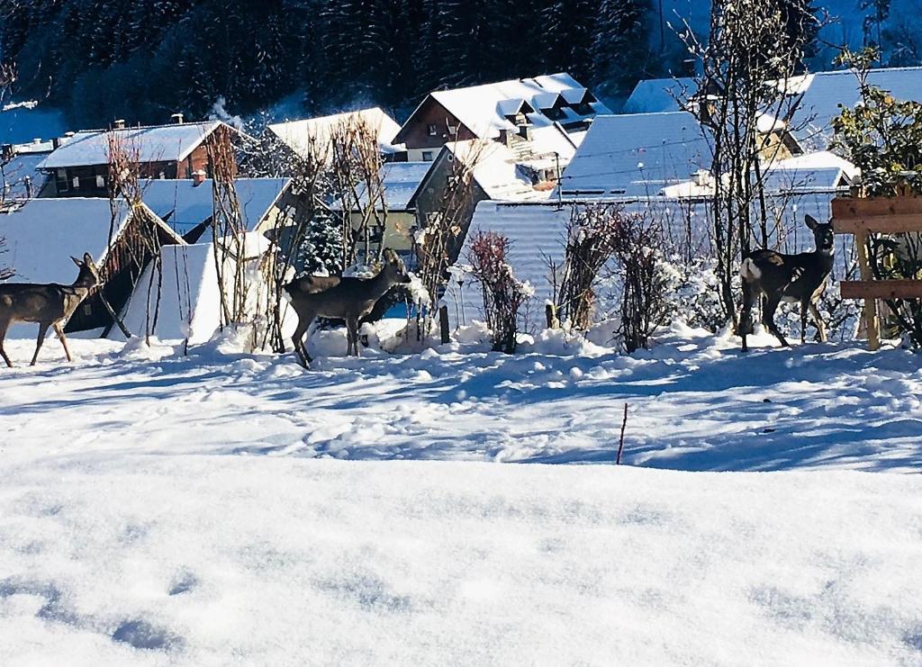 Ferienhaus Kramser - 13