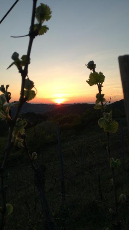 Oasi di Mastarone - Il vino e le Rose - Tweepersoonskamer