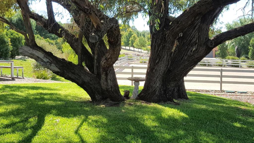 a tree sitting next to a bench under a tree at Equestrian Farm Stay in One Tree Hill