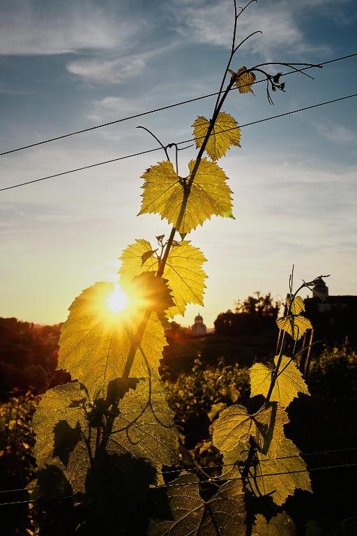 Fotografia z galérie ubytovania LOISIUM Wine & Spa Hotel Südsteiermark v destinácii Ehrenhausen