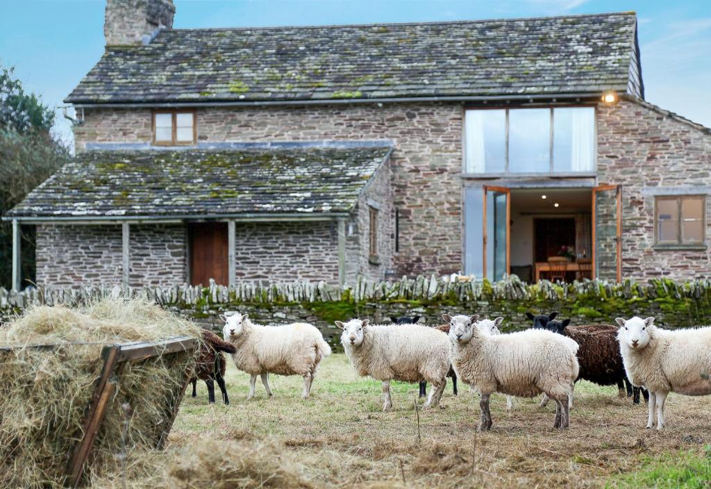 a herd of sheep standing in front of a house at Drovers Rest in Hay-on-Wye