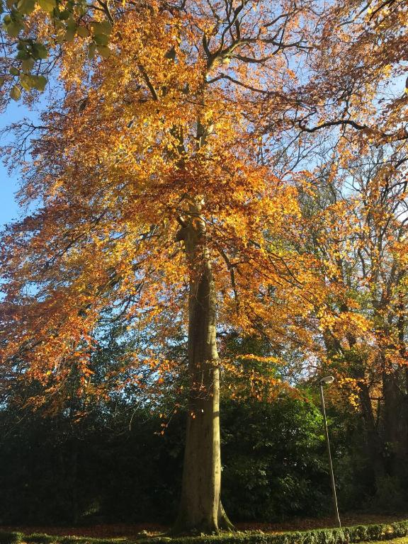 Φωτογραφία από το άλμπουμ του Leixlip Manor Hotel σε Leixlip