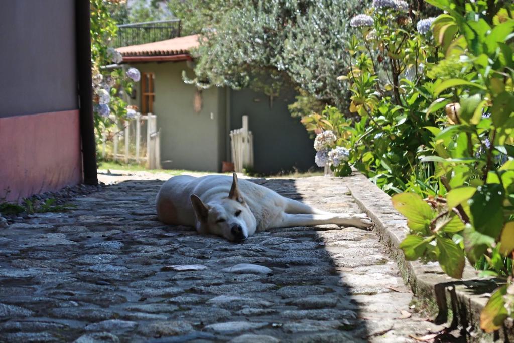 Majutusasutuse The Lazy Dog Inn a Mountain Lodge külastajatega peatuv lemmikloom või lemmikloomad