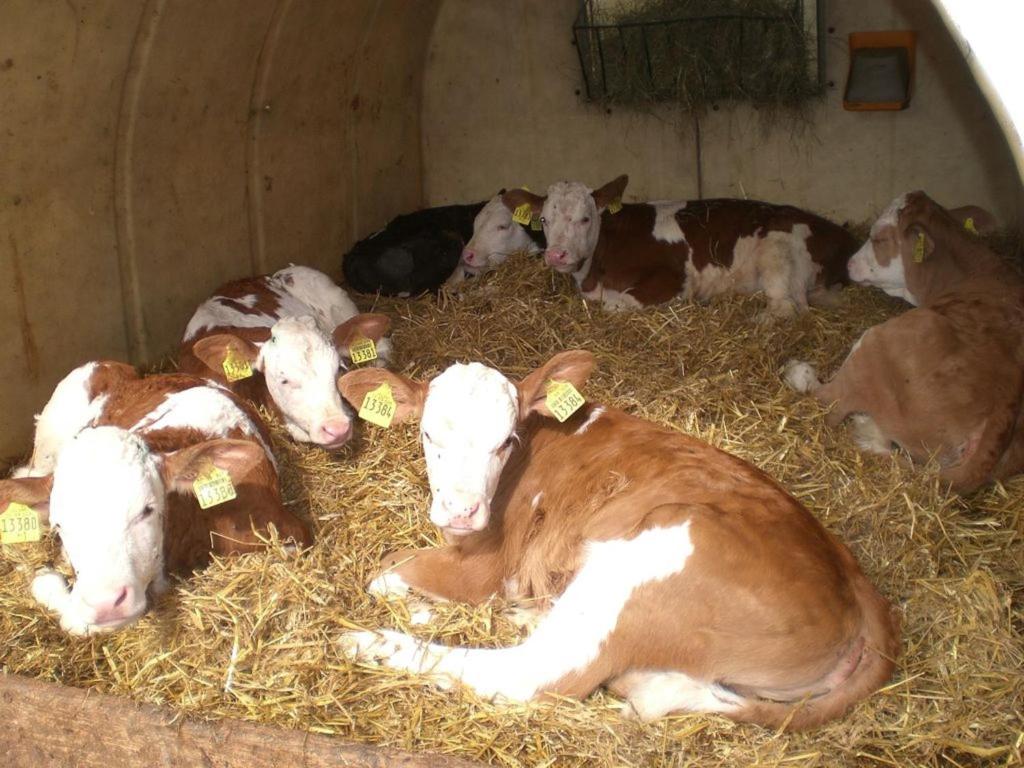 Zvířata v venkovského domu nebo okolí