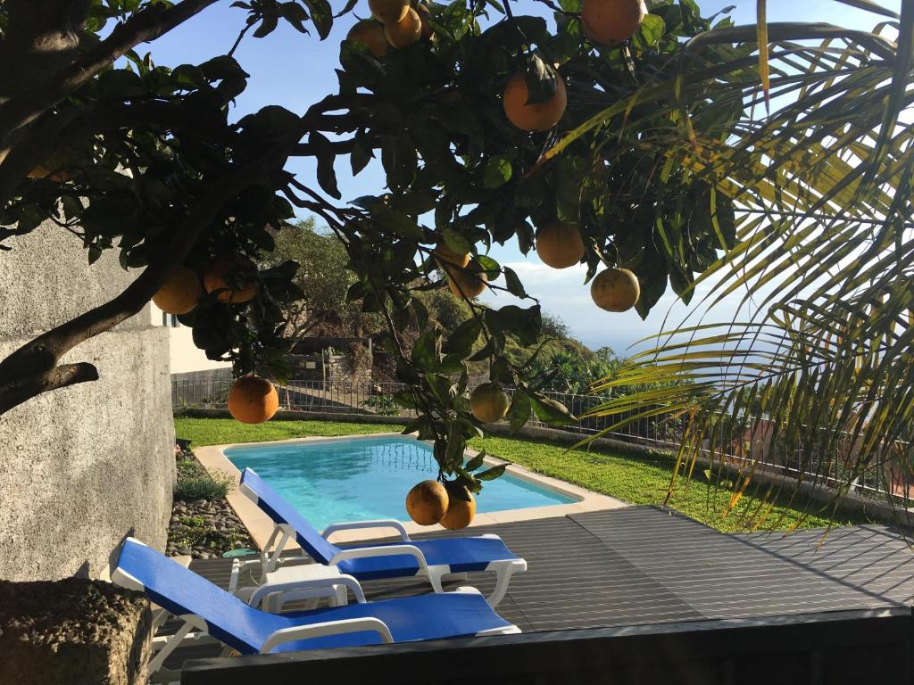 a tree with lounge chairs next to a swimming pool at Villa Atlantis in Calheta
