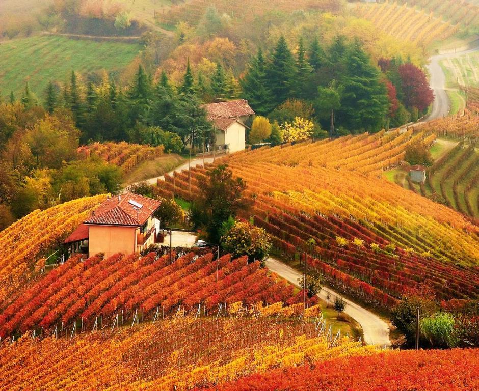a vineyard on a hill with autumn foliage at Casa Badinot in Diano dʼAlba