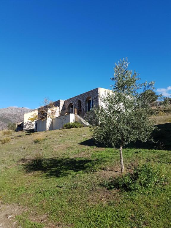 un árbol en un campo frente a un edificio en courtaline en Pietralba