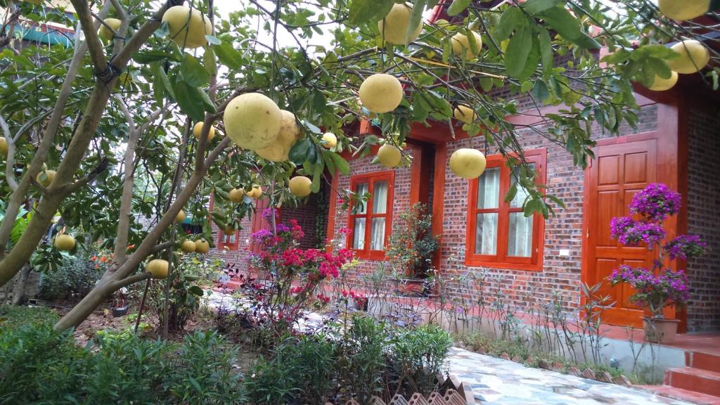 Tam Coc Thanh Dat Homestay - 11