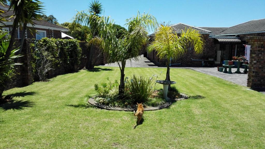 a bird in a yard with a palm tree at Humewood Home Stay in Port Elizabeth