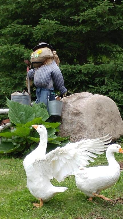 deux canards blancs debout dans l'herbe avec une statue d'un oiseau dans l'établissement Hebergement Cerfs-Tifie fermette, à Saint-Félix-d'Otis