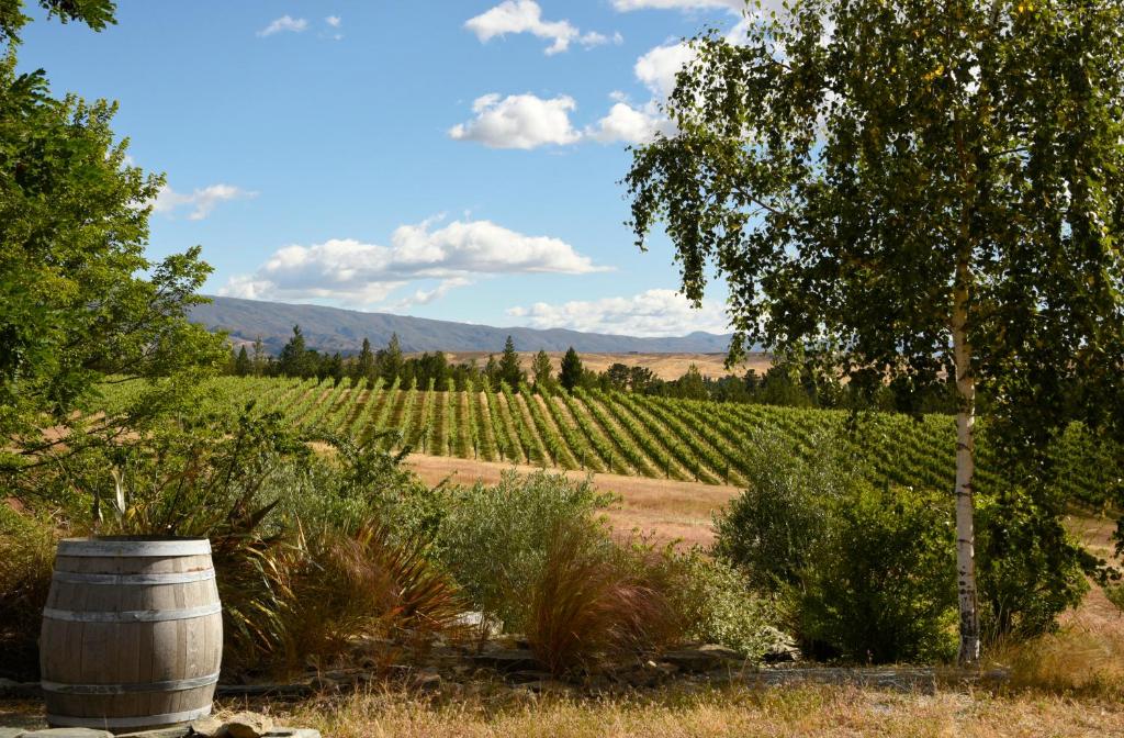 um barril no meio de uma vinha com uma árvore em Grey Ridge Vineyard Experience em Alexandra