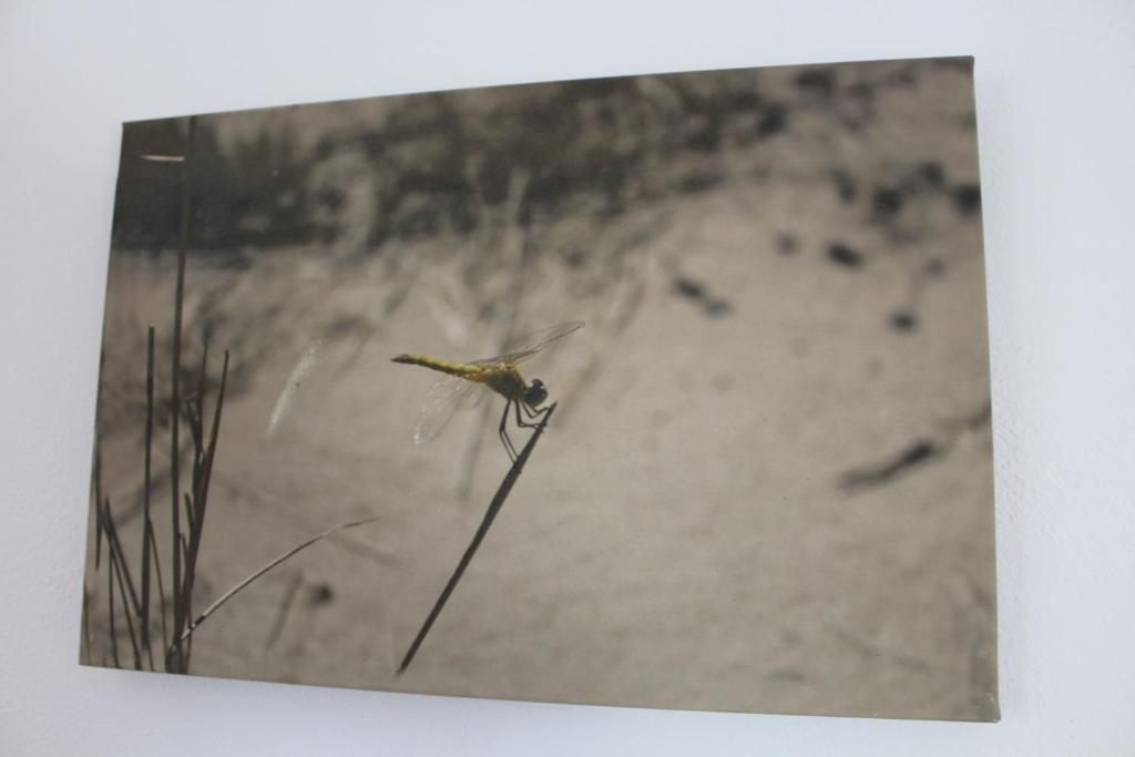 Fotografie z fotogalerie ubytování Lo Segador v destinaci El Poblenou del Delta
