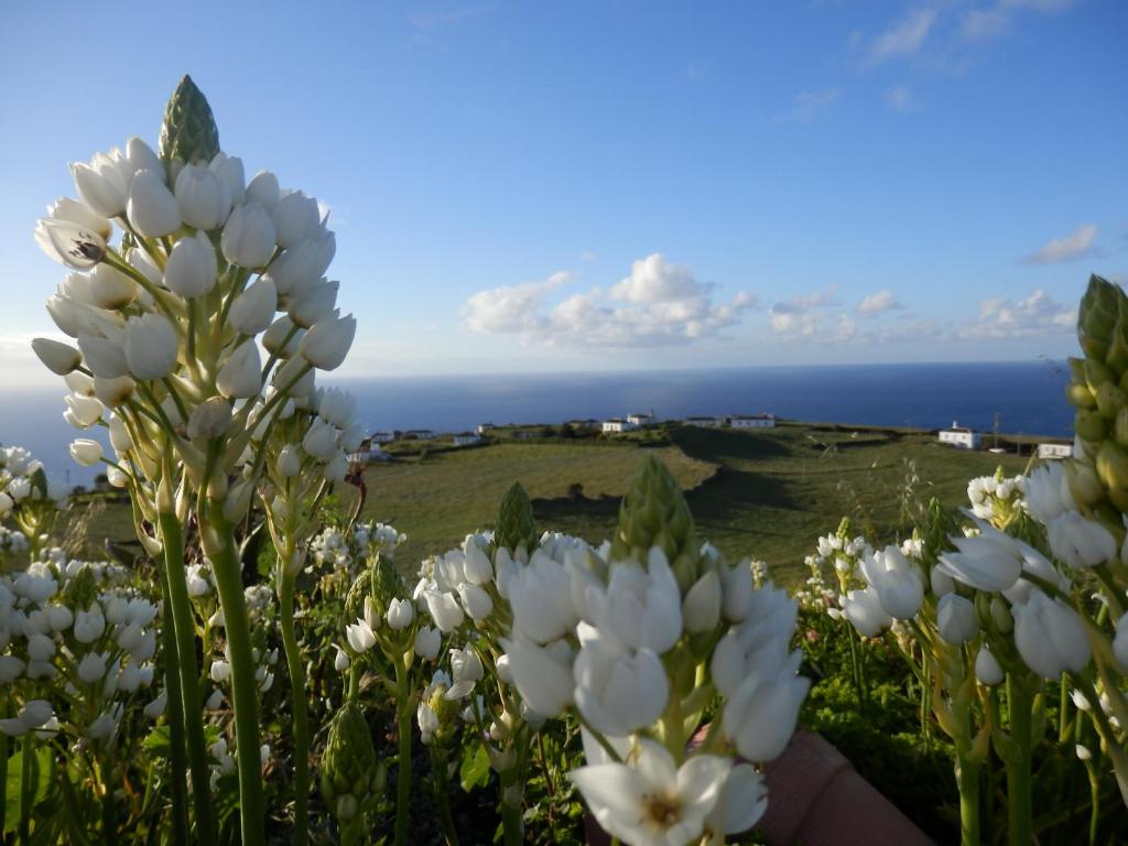 ein Feld weißer Blumen mit dem Ozean im Hintergrund in der Unterkunft Casa do Norte - Santa Maria in Norte