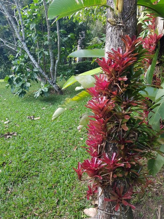 Sítio na Serra (1km de Pacoti e 7km de Guaramiranga)  Sítio na Serra (1km de Pacoti e 7km de Guaramiranga)