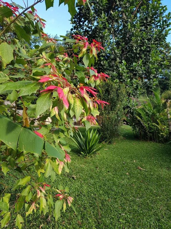 Sítio na Serra (1km de Pacoti e 7km de Guaramiranga)  Sítio na Serra (1km de Pacoti e 7km de Guaramiranga)