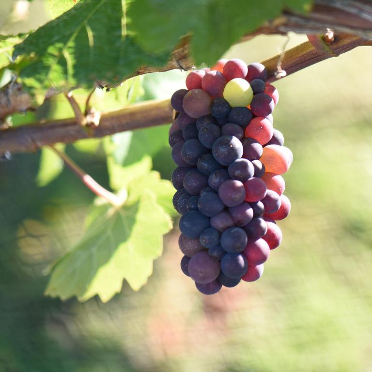 Fotografie z fotogalerie ubytování Grey Ridge Vineyard Experience v destinaci Alexandra