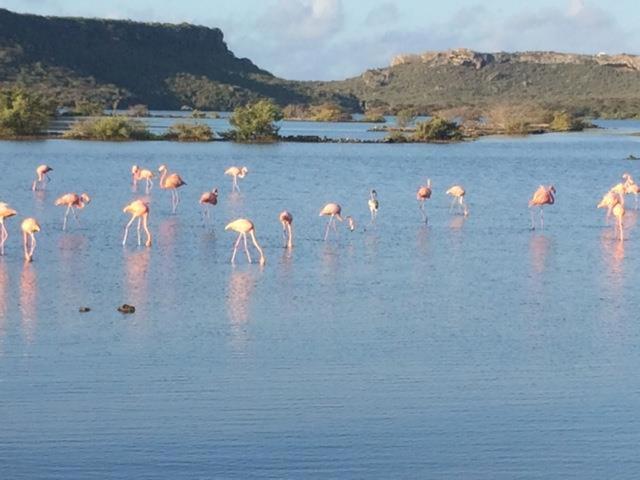 una manada de flamencos parados en el agua en Flamingo Sunsets Apartment, en Willebrordus