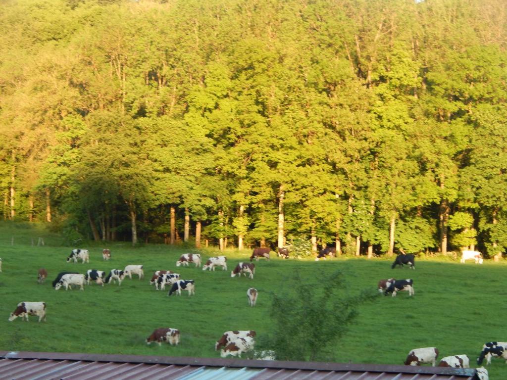 Zvířata v bed and breakfast nebo okolí