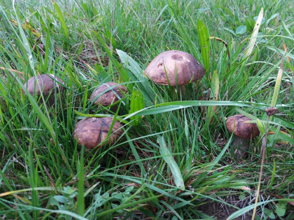 Fotografie z fotogalerie ubytování Horní Planá v destinaci Horní Planá