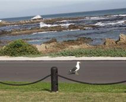 a bird sitting on the side of a road near the ocean at Kormorant in Gansbaai