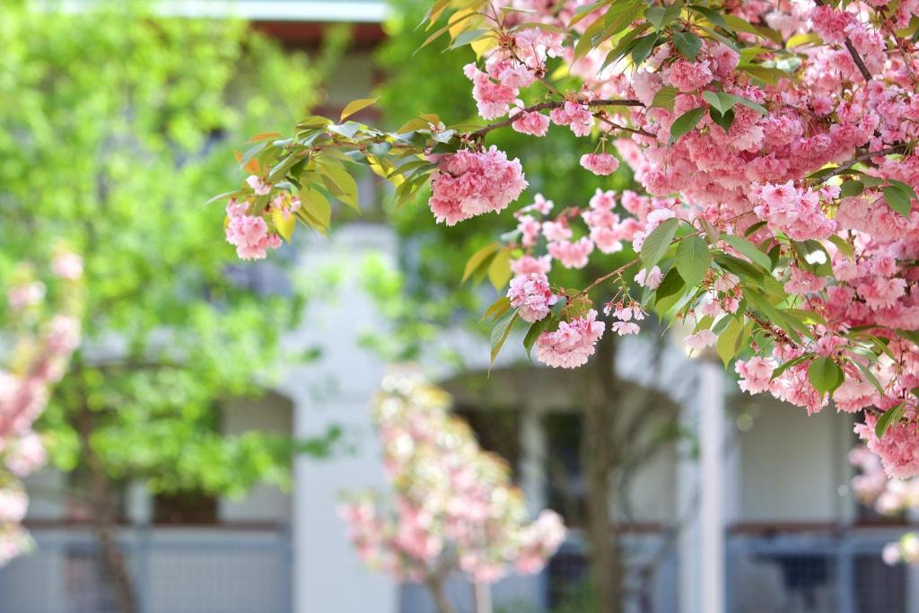 Auguszta Hotel - Resim 14