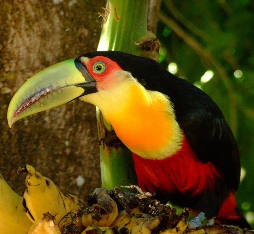  Pousada Serra da Matinha - vegetariana