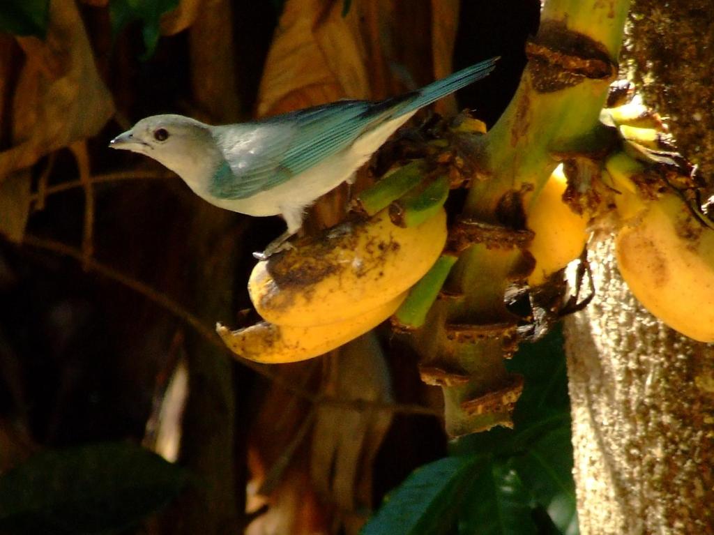  Pousada Serra da Matinha - vegetariana