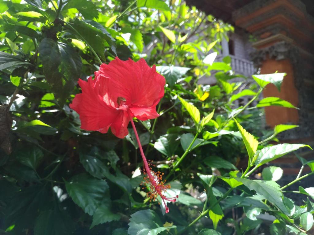 Zahrada ubytování Mekenyem House Ubud