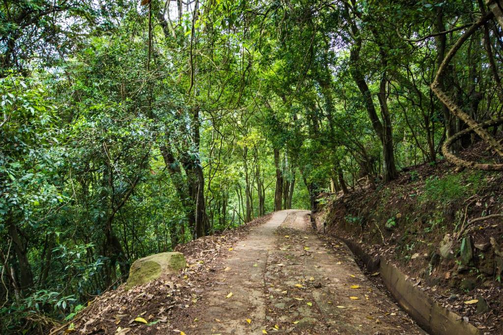 un chemin de terre au milieu d'une forêt dans l'établissement Udawatta Kele (UK) Forest Lodge, à Kandy
