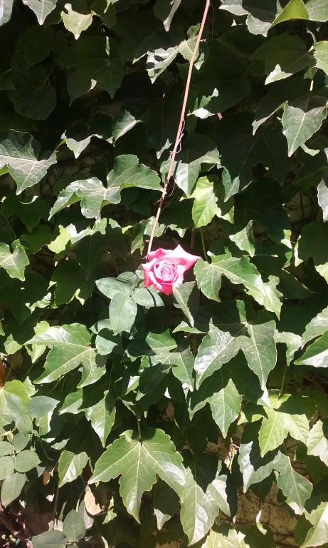 eine rosa Rose im Busch mit grünen Blättern in der Unterkunft Vero!! in General Rodríguez