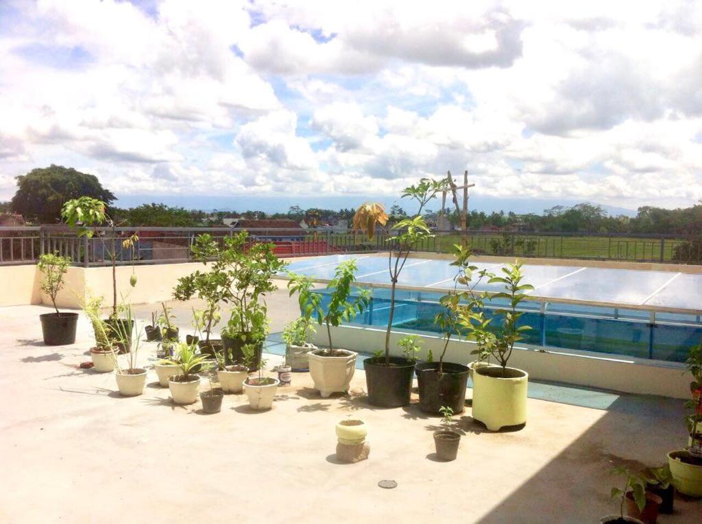 una fila de plantas en macetas sentadas junto a una piscina en LG Homestay en Kepanjen