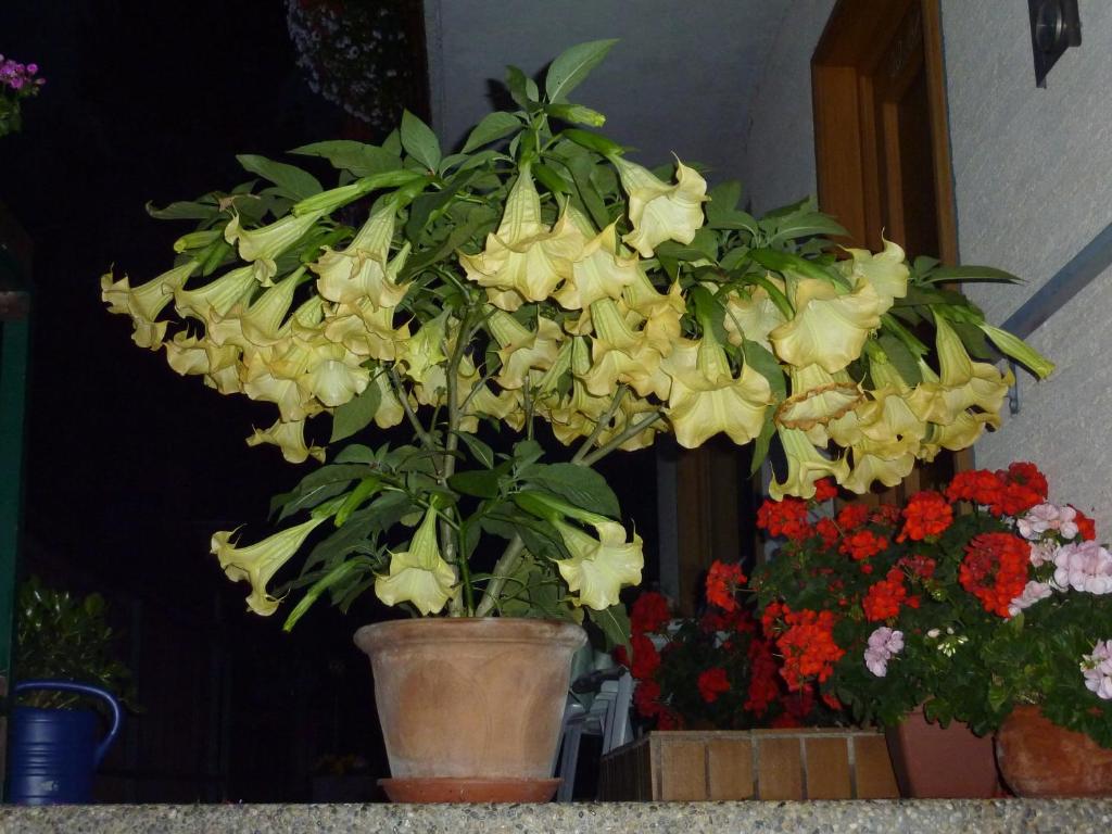 Zahrada ubytování Pension Appartement Ambrosi