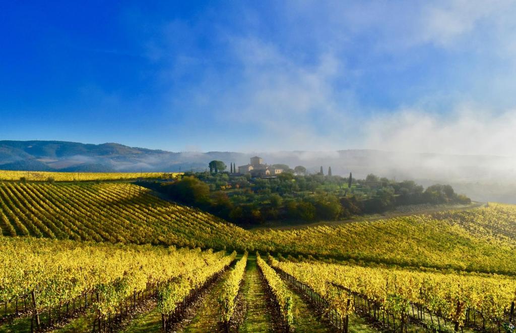 a vineyard in the middle of a field at Locanda Le Piazze in Castellina in Chianti