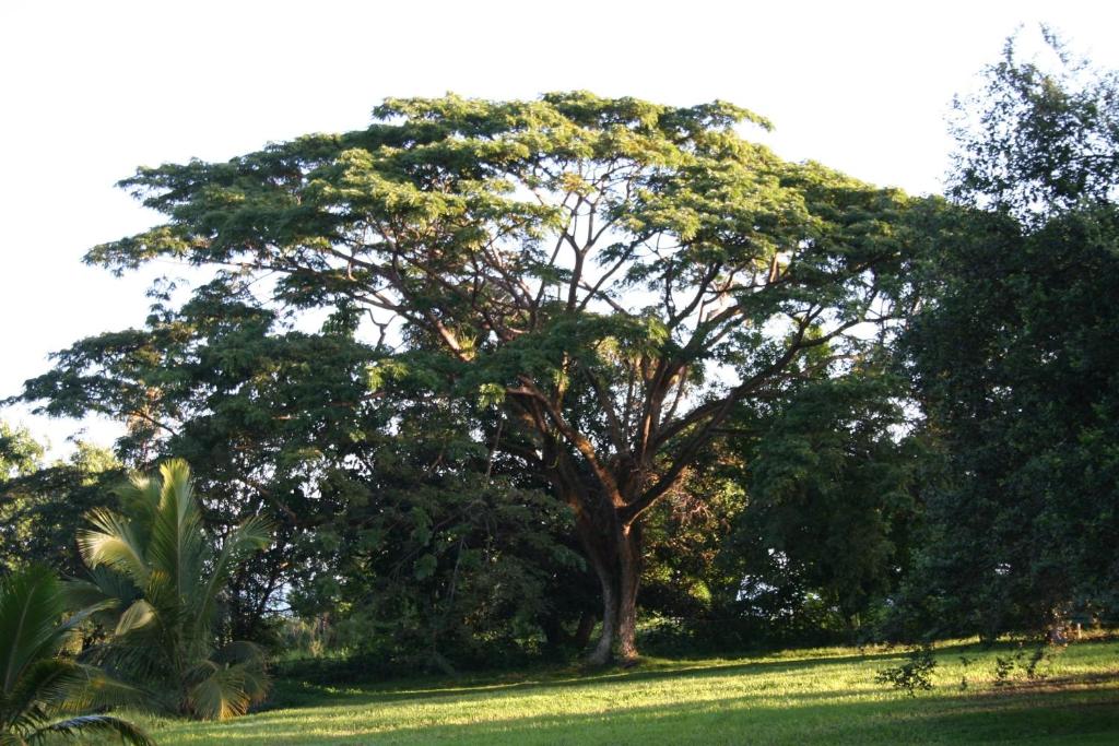 Jardín al aire libre en Habitation du Comté