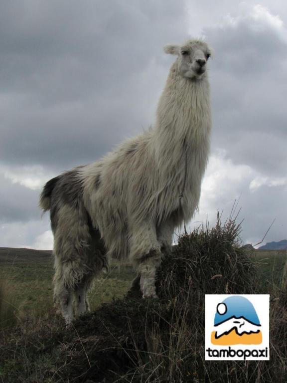 Zvířata v chaty nebo okolí
