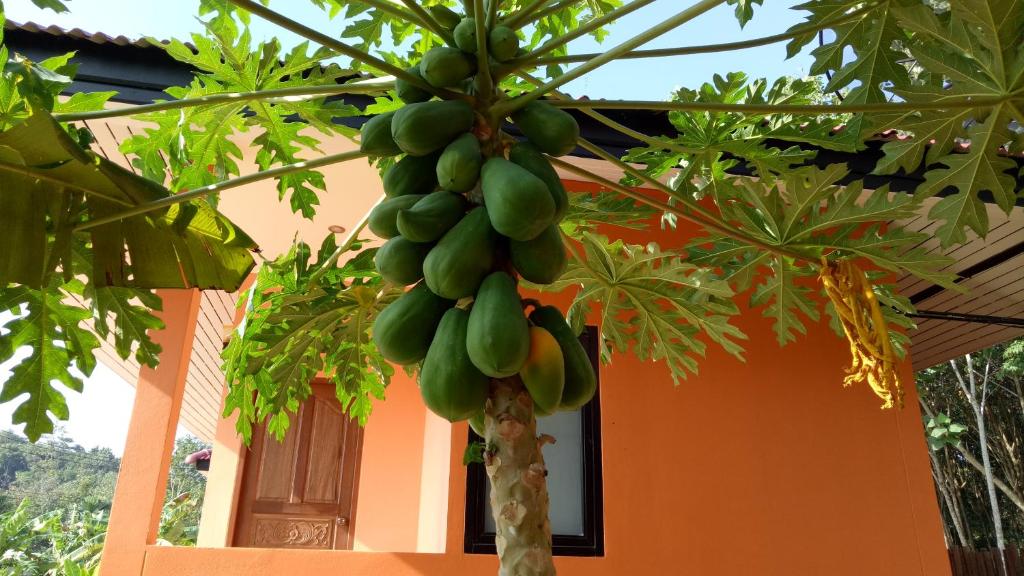 Baansuan Amaleena - 11