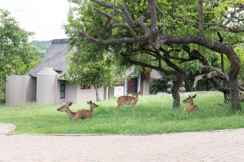Altri animali domestici presso il lodge o nei dintorni