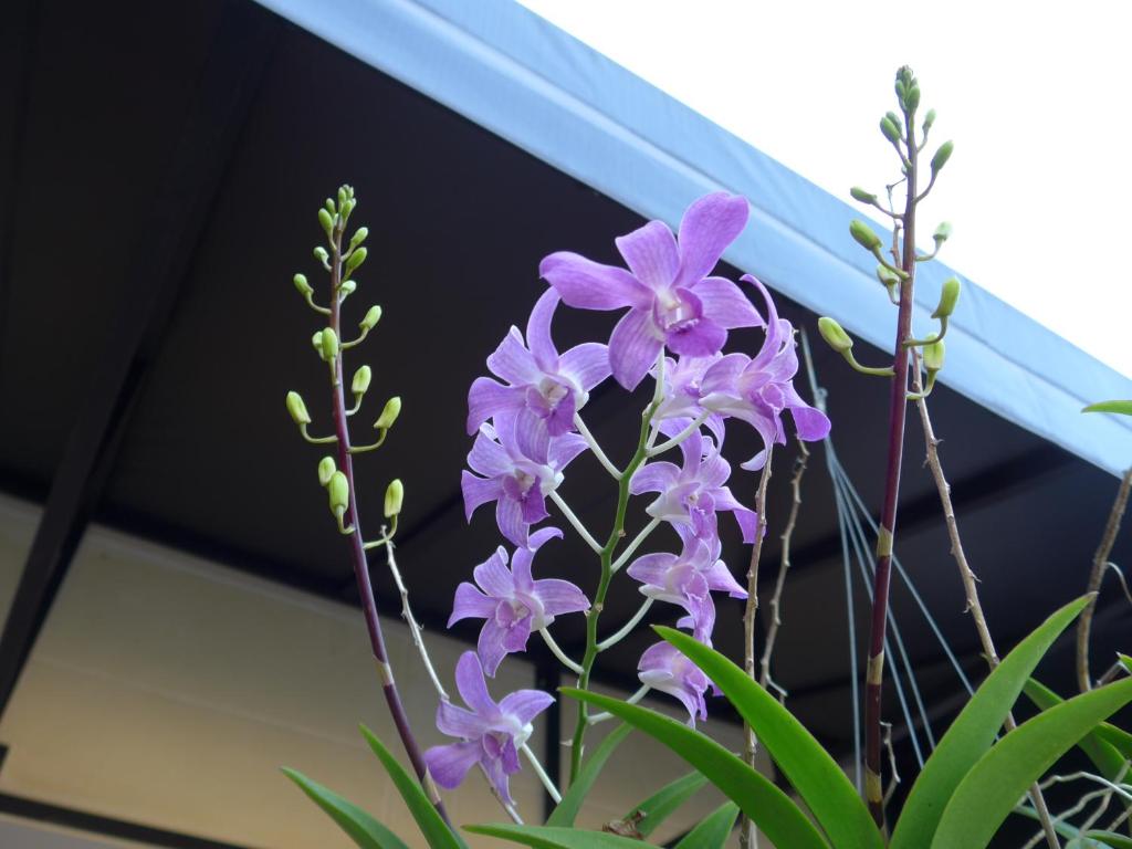 Zahrada ubytování Forum House Hotel Krabi
