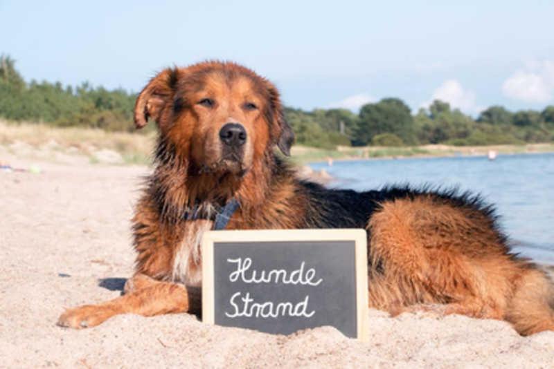 un chien pondant sur la plage avec un panneau dans le sable dans l'établissement Ferienhaus Insel Rügen Strandhaus Bernstein Sauna Whirlpool, à Breege