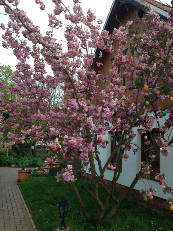 Ein Baum mit rosa Blumen auf dem Haus in der Unterkunft Haus Spreewaldimkerei in Eichow