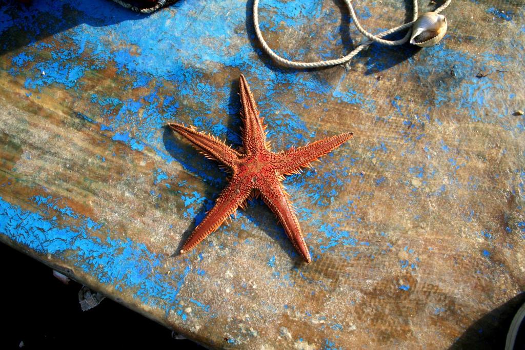 a red starfish sitting on top of a table at Vistamare in Alliste